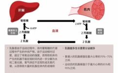 糖原分解的场所在哪(糖原分解发生的位置在哪里？)