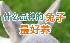 养什么兔子好什么兔子好看又好养(如何选择适合养的兔子品种既好看又好养的兔子推荐)