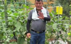秋葵什么时候种植比较好(秋葵种植时间选择，了解什么时候种植最合适)