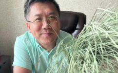 乌拉草有什么用处(乌拉草的功效与用途：详细解析)
