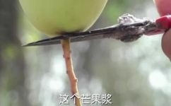 芒果什么时候采摘最佳(芒果最佳采摘时间是什么？  获取芒果采摘的关键信息)