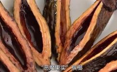 什么叫槟榔(槟榔是什么？了解槟榔的基本知识)
