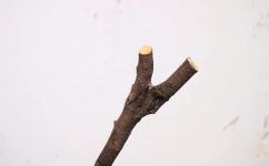 嫁接技术有哪些方法(嫁接技术介绍：常用方法有哪些？)