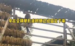 缓芬河从我国流入哪里(缓芬河流入我国哪个省份？一个详细解答)