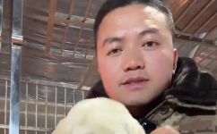 拉布拉多掉毛吗严重(拉布拉多掉毛问题严重吗？如何有效减少拉布拉多的脱毛现象？)