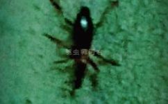 家里为什么有甘薯蚁象(实用指南揭秘家里为何会有甘薯蚁象及预防方法)