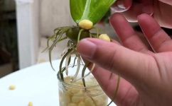 绿色植物养护方法介绍(绿色植物养护技巧分享，打造健康生长的秘诀)