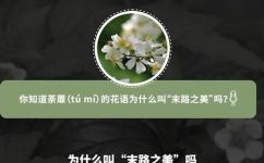 桅子花花语是什么(解读桅子花的含义及传说，揭秘桅子花花语)