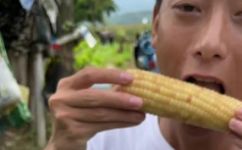 糯玉米有哪些种类(探究糯玉米的品种分类，了解不同种类的特点和用途)