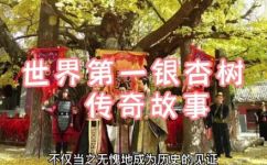 莒县是哪里(地理位置莒县在哪里？详解莒县的地理位置信息)