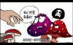 野蘑菇不能与什么食物同吃(野蘑菇食用禁忌：不能与哪些食物同吃？)