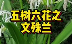文殊兰开花寓意(文殊兰开花的含义及文化解读)