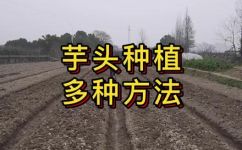 芋头的种植方法与管理(芋头种植技巧：正确的种植与管理方式)