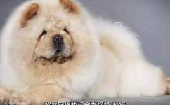 松狮犬是什么(松狮犬解说了解松狮犬的外貌特征品种介绍及饲养方法)