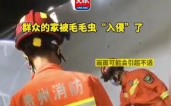 家里为什么会有黑色的毛毛虫(疑问解答：家里为什么会出现黑色毛毛虫？可能原因分析)