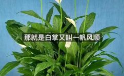 一帆风顺花的象征意义(一帆风顺花的意义及象征)