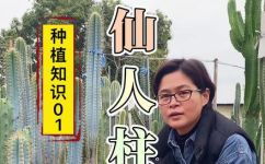 仙人柱的养殖方法及注意事项(仙人柱的种植技巧与注意事项)