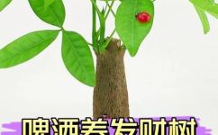 发财树用啤酒养才茂盛(如何用啤酒养护发财树，让它茂盛生长？)