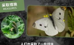 叶序对生植物有哪些(叶序对植物的影响：你知道多少？)