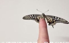 蝴蝶是什么虫子变成的(详解蝴蝶是由哪种昆虫变化而来的？)