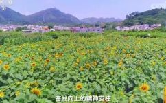 广东省茂名市信宜市(如何了解广东省茂名市信宜市的历史文化和旅游资源？)