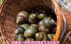 如何人工养殖田螺(田螺人工养殖的技巧和方法有哪些？)