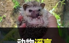 刺猬喜欢吃什么东西呢(揭秘：刺猬的饮食偏好和营养需求)