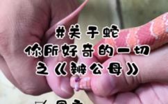 请问玉米那里是头那里是尾(如何分辨玉米的头尾？)