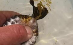 金鱼是怎样繁殖的(科普金鱼繁殖全解析，让你轻松养殖大产量)