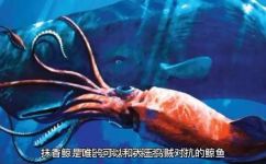梅尔维尔鲸有天敌吗(梅尔维尔鲸的天敌是什么？)