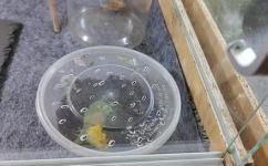 怎样养蝈蝈蝈蝈如何养蝈蝈吃什么(如何科学饲养蝈蝈？蝈蝈食谱你不得不知)