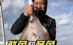 鱿鱼是鱼吗(鱿鱼是属于鱼类吗？探讨鱿鱼分类问题)